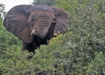 Addo Nationalpark - ©  Piet Heymans,