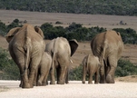 Addo Nationalpark - ©  Piet Heymans,