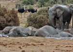 Addo Nationalpark - ©  Piet Heymans,